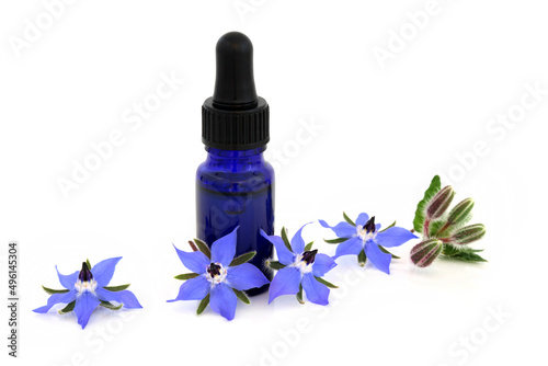 Borage herb with flowers and essential oil bottle used in natural alternative herbal plant medicine as a sedative, for lung inflammation, hormonal problems, bronchitis, colds and flu. On white.