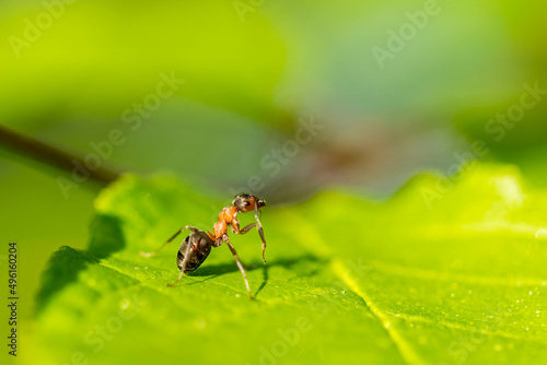 Ruda mrówka na zielonym liściu