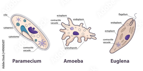 Protozoans variety: paramecium, amoeba, euglena. Different shapes of protozoans as example of unicellular eukaryotic parasites. 