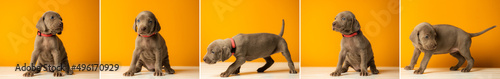 Set of pictures adorable cute Weimaraner puppy on orange background