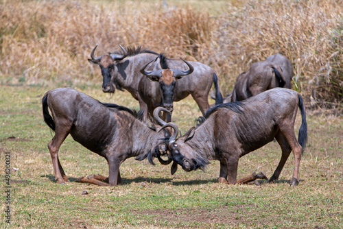 Blue Wildebeest fighting in front of herd in southern Africa