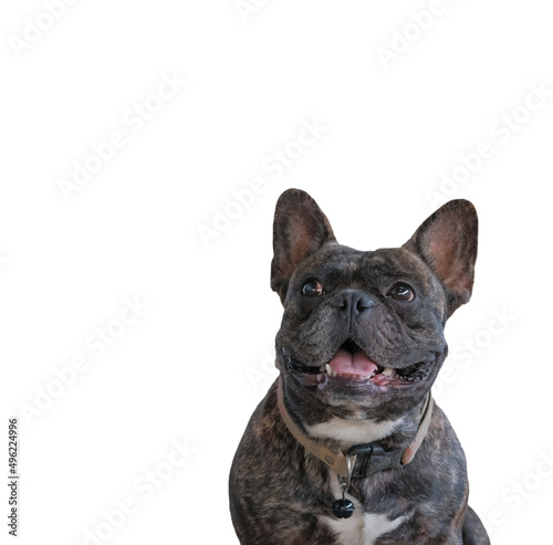 .portrait of french Half stout black bulldog wearing a brown collar. It was smiling happily. Isolated on white background and concept of pets and animals