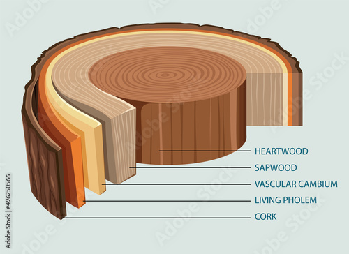 Anatomy of tree trunk