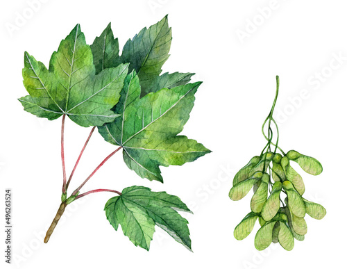 Watercolor sycamore maple branch and fruits. Acer pseudoplatanus isolated on white background. Hand drawn painting plant illustration.
