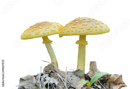 Poisonous mushrooms fly-agaric (Amanita flavipes)