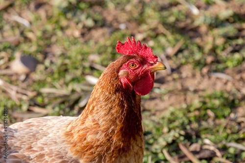 Agriculture. Beautiful, bright chicken close-up