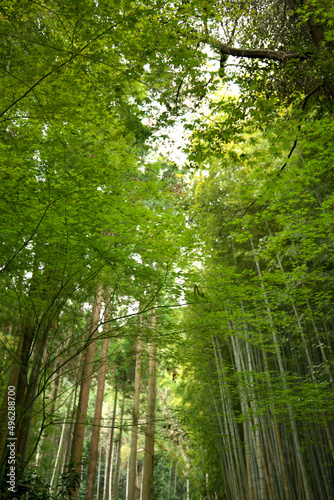 緑の竹藪の小道