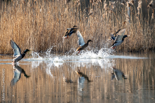 startujące kaczki nad taflą jeziora na tle trzcin