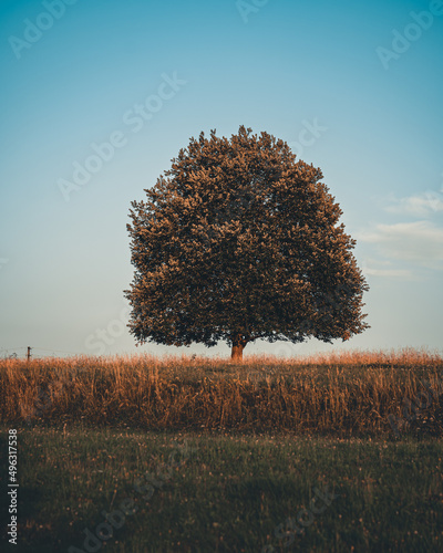 soliter tree on a meadow on a sunny day, relax and energy