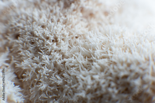 Hericium erinaceus mushroom monkey head mushroom, bearded tooth fungus, bearded hedgehog mushroom