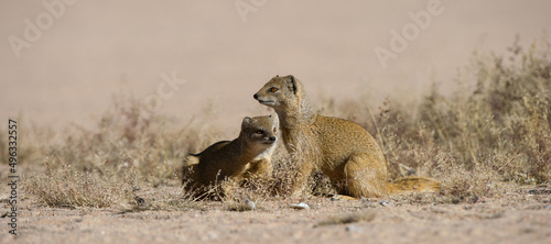 Yellow Mongoose (Cynictis penicillata ) Kgalagadi Transfrontier Park, South Africa