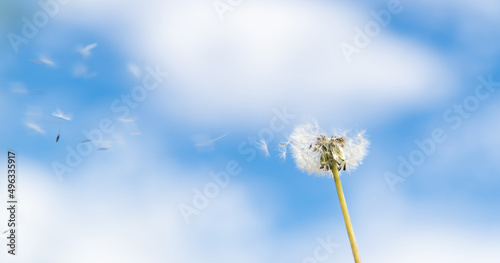 Dandelion seeds fly in the sky