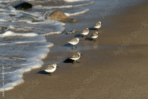 many birds in baja california beach mexico
