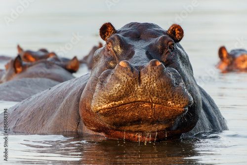 Hippopotamus in the Okavanga Delta in Botswana. An aggressive hippo bull shows dominant behaviour. 