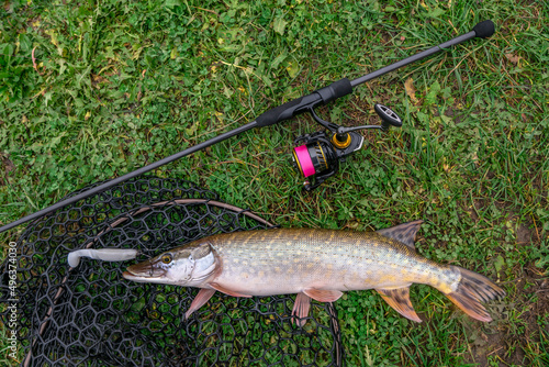 Pike fishing. Caught muskellunge fish with angling spinning tackle on grass