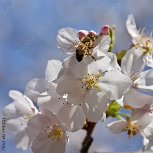 Cherry Blossoms, Potomac River, Spring 2022