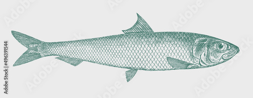 South American pilchard sardinops sagax, food fish in side view