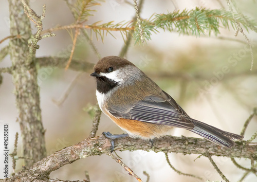 A boreal chickadee perched on a conifer branch 
