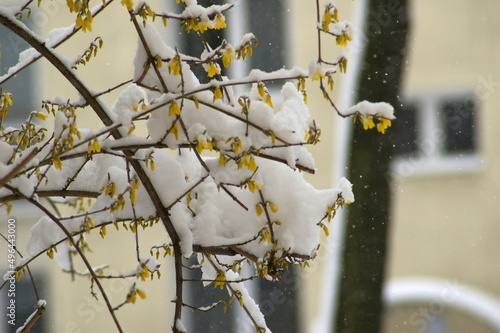 Kwitnąca forsycja pod śniegiem 2