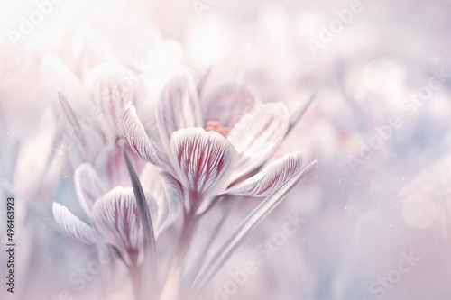 Białe kwiaty krokusy