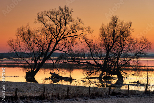 Świt - rozlewiska rzeki Narew przed wschodem słońca. Na pierwszym planie stare drzew. Wschód słońca w kolorach pastelowych