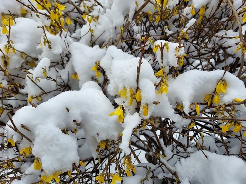 forsycje pod śniegiem