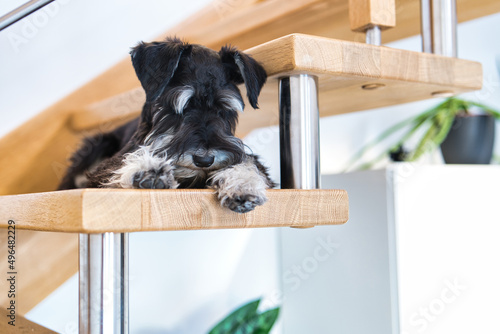 Pies odpoczywający na schodach