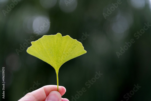 People hand holding a green ginkgo leaf
