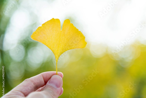 People hand holding a yellow ginkgo leaf