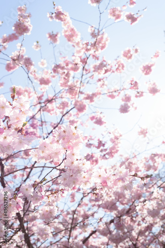 Kirschblüten im Frühling Cherry Blossom in Spring