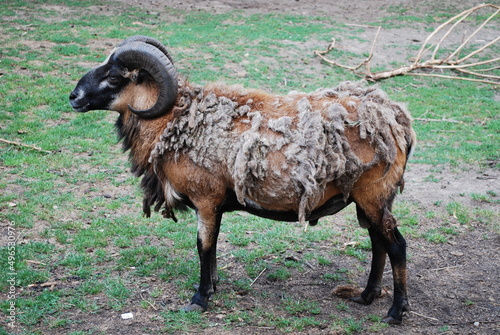 Cameroon sheep lose its wool
