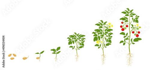 Tomato growth. Stages of growing vegetables from seed to flowering and harvest.