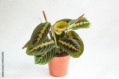 Beautiful maranta leaves with an ornament on a grey background close-up. Maranthaceae family is unpretentious plant. Copy space. Growing potted house plants, green home decor, care and cultivation