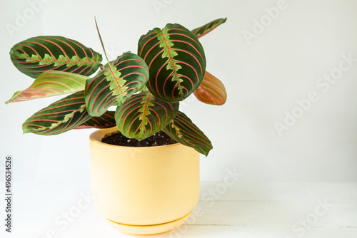 Beautiful maranta leaves with an ornament on a grey background close-up. Maranthaceae family is unpretentious plant. Copy space. Growing potted house plants, green home decor, care and cultivation