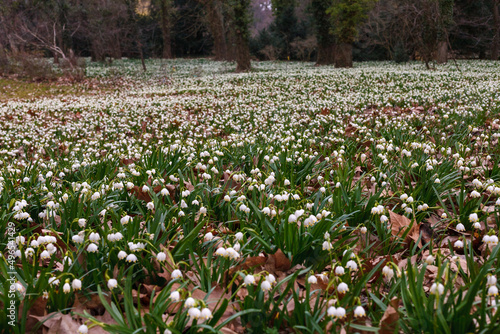 Spring snowstorm (Leucojum vernum) in early spring - clusters