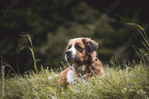 Berner Sennenhund liegt in der Wiese und schaut aufmerksam