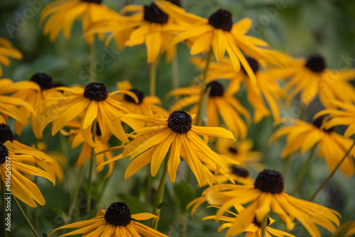 the yellow blossoms of blackeyed susans in a garden