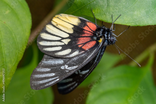 Close-up of a beautiful butterfly (Delias Pasithoe) sitting a leave / flower