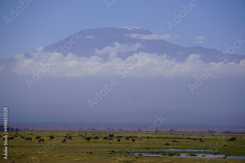 Many animals in a swamp with kilimanjaro in the background.