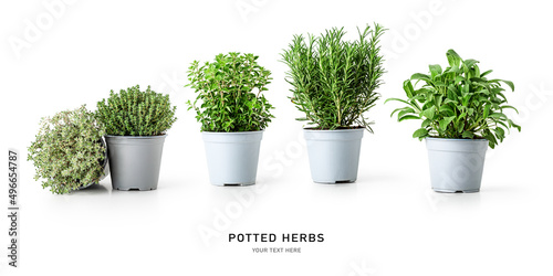 Rosemary, oregano, sage and thyme. Herbs in pots.