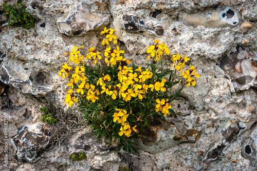 aegean wallflower, yellow flower against a flint wall.