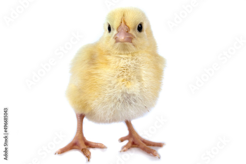 Broiler chicken isolated on white