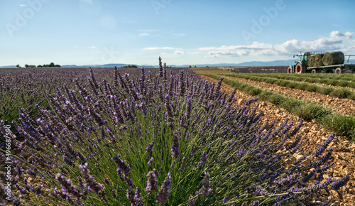 La fioritura della lavanda in Provenza