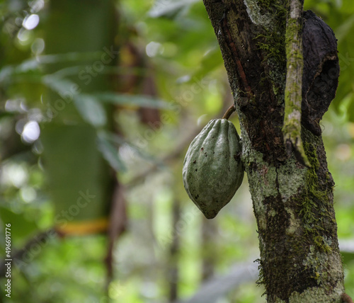 Cocoa fruit hanging from cacao plant or chocolate plant in Kerala
