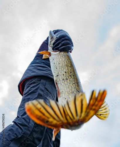 fisherman holding a pike by the head. down or bottom view.