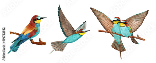Watercolor hand drawn illustration of bee eater birds with bright vivid feathers on the branch and flying. Nature natural wildlife in forest. Ecology concept, animal species in europe asia.