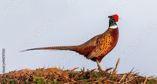 Wild pheasant side view close up