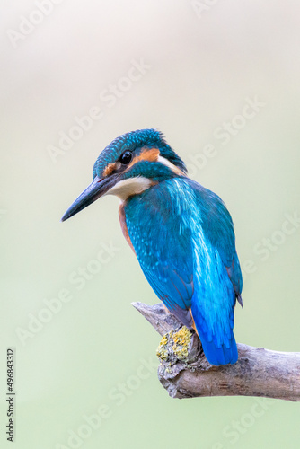 Interested common kingfisher, alcedo atthis, perched in nature from back view. Attractive male bird with bright blue plumage looking sideways in spring wilderness