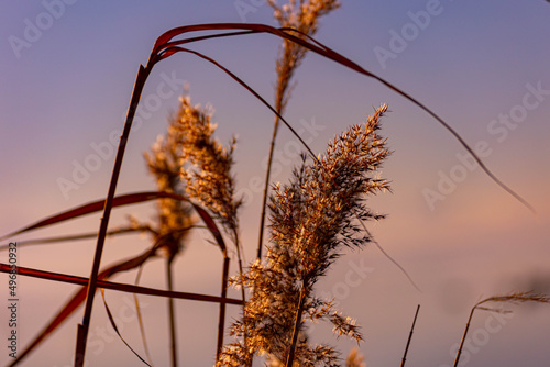 Close up shot of a golden scirpus on a background on a sunset background