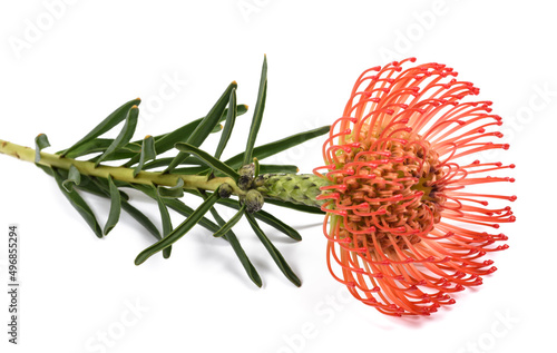 Leucospermum cordifolium